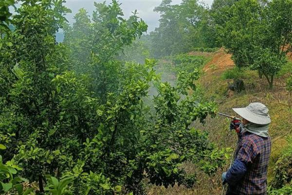 喹硫磷的使用注意事项,每季作物最多只能使用3次