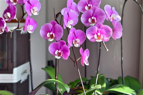 秋天怎么养护蝴蝶兰，通常把植物放在室内养护