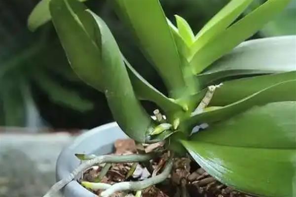 秋天怎么养护蝴蝶兰，通常把植物放在室内养护