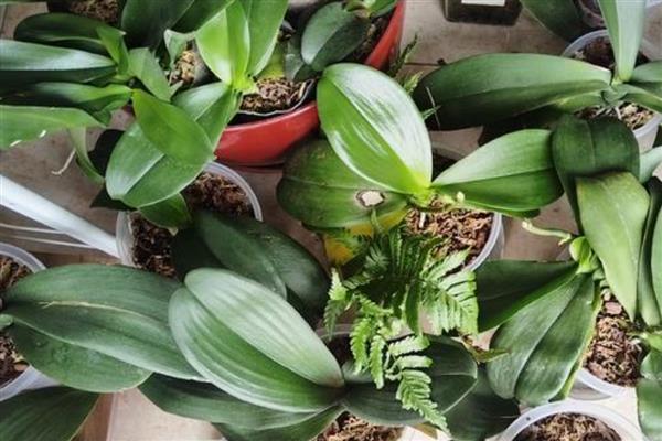 秋天怎么养护蝴蝶兰，通常把植物放在室内养护