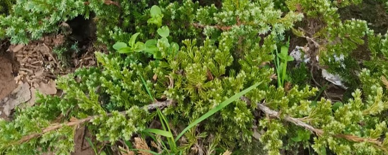 如何进行压条繁殖，以下4种方式均可采取