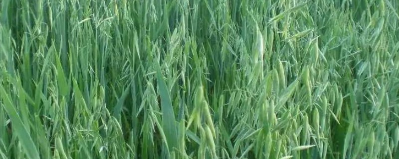 燕麦主产于哪里，以北纬41-43°的地区为主