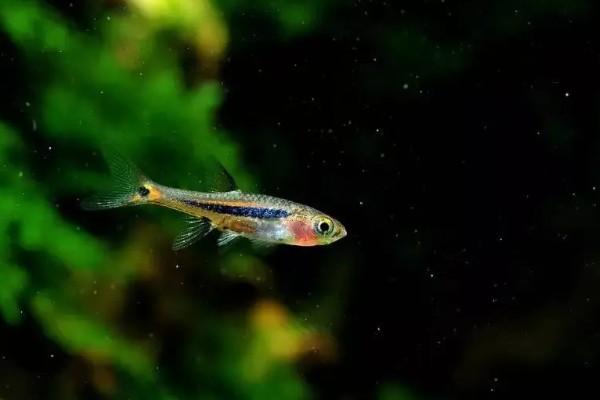 灯鱼是不是热带鱼,灯鱼是热带鱼