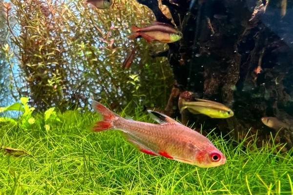 灯鱼是不是热带鱼,灯鱼是热带鱼