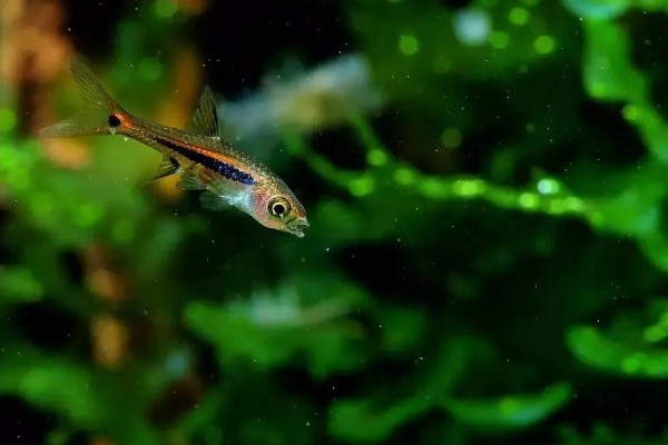 灯鱼是不是热带鱼,灯鱼是热带鱼