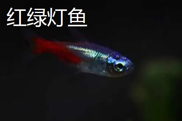 灯鱼是不是热带鱼,灯鱼是热带鱼