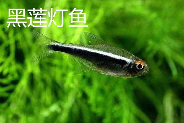 灯鱼是不是热带鱼,灯鱼是热带鱼