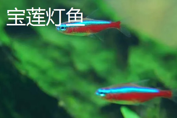 灯鱼是不是热带鱼,灯鱼是热带鱼