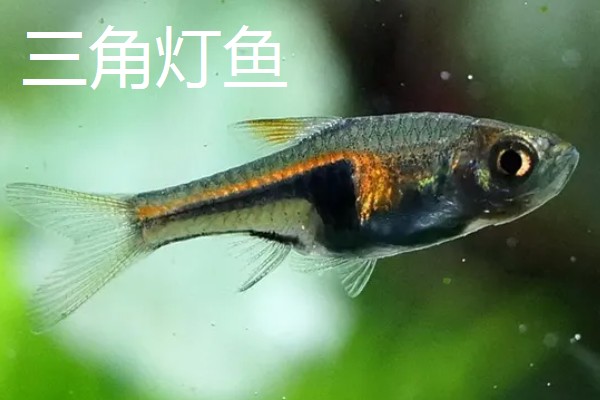 灯鱼是不是热带鱼,灯鱼是热带鱼