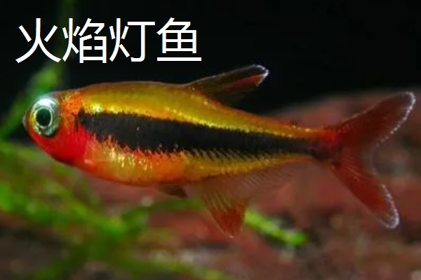 灯鱼是不是热带鱼,灯鱼是热带鱼