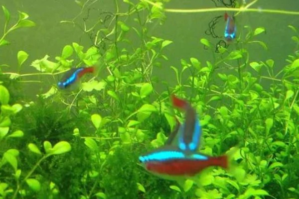 灯鱼是不是热带鱼,灯鱼是热带鱼