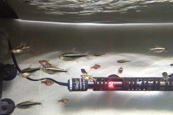 灯鱼是不是热带鱼,灯鱼是热带鱼