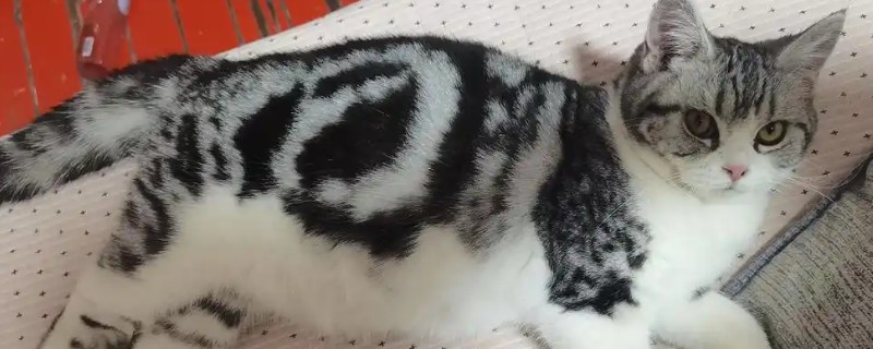 猫神经炎怎么治疗，缺乏维生素时要大量补充维生素