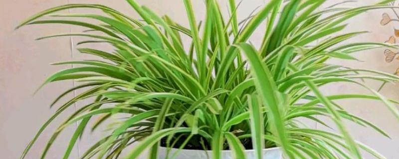 金边吊兰叶尖干枯如何处理，遇到强光要放在室内阴凉通风处养护