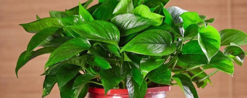 绿萝的浇水间隔，秋季每隔4-5天浇一次