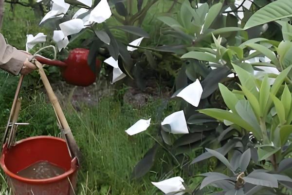 夏季枇杷的管理技术,结果树要控制树高