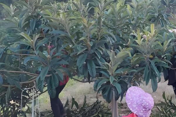 夏季枇杷的管理技术,结果树要控制树高