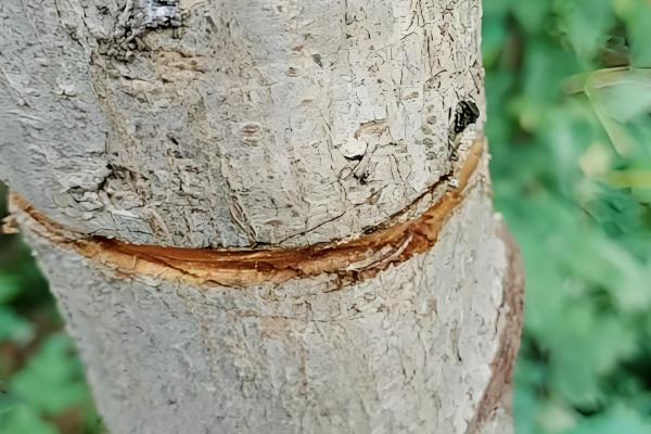 夏季枇杷的管理技术,结果树要控制树高