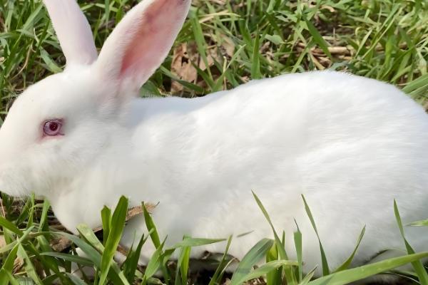 预防母兔屡配不孕的方法,维持7-8成膘更容易发情和配种