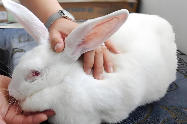 预防母兔屡配不孕的方法,维持7-8成膘更容易发情和配种