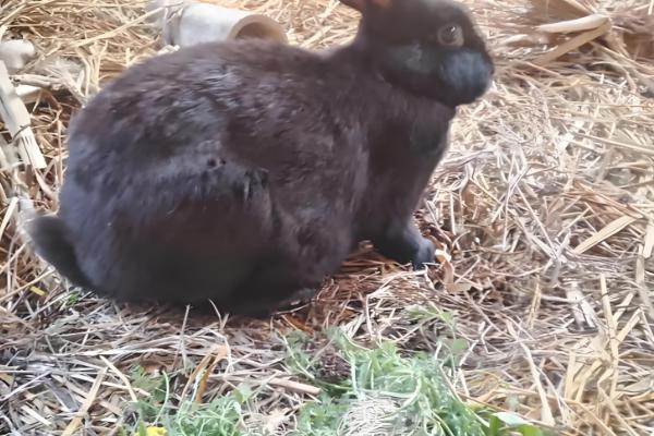 预防母兔屡配不孕的方法,维持7-8成膘更容易发情和配种