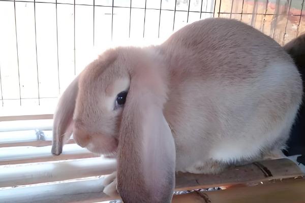 预防母兔屡配不孕的方法,维持7-8成膘更容易发情和配种