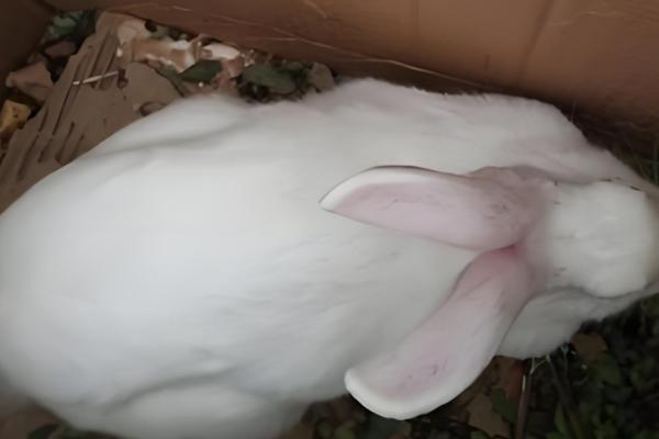 预防母兔屡配不孕的方法,维持7-8成膘更容易发情和配种