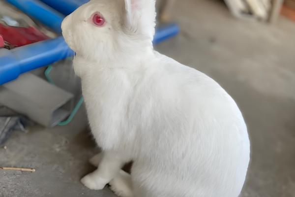 预防母兔屡配不孕的方法,维持7-8成膘更容易发情和配种