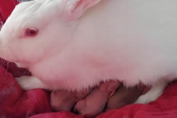 预防母兔屡配不孕的方法,维持7-8成膘更容易发情和配种