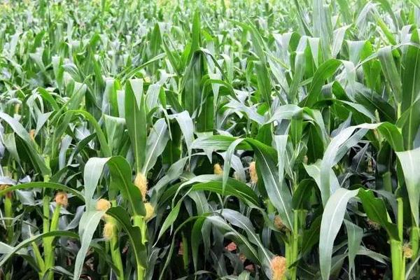 中元100GX玉米种子介绍，非靶标害虫按常规措施防治