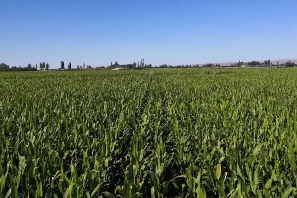 辽玉1K玉米品种的特性，叶片和雌穗抗性水平均为高抗