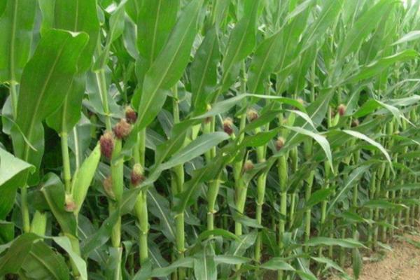 翔玉319R玉米品种简介，中抗禾谷镰孢穗腐病