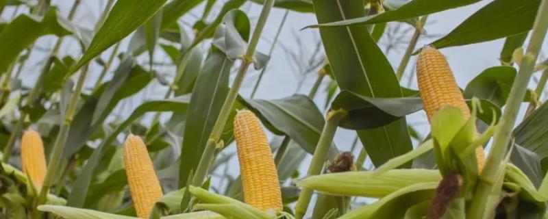 富民985GX玉米种子简介，叶片的抗性水平为高抗