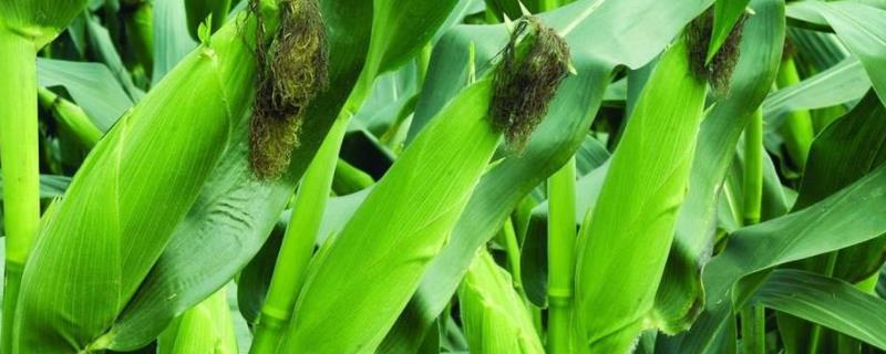 中元100GX玉米种子介绍，非靶标害虫按常规措施防治