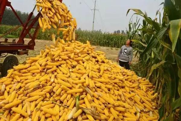 中地88D玉米品种简介，出苗至成熟132.0天