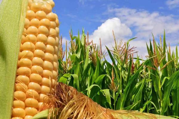 翔玉319R玉米品种简介，中抗禾谷镰孢穗腐病