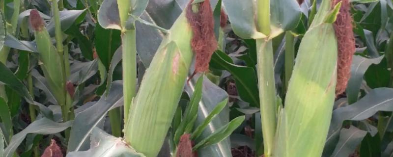 翔玉319R玉米品种简介，中抗禾谷镰孢穗腐病