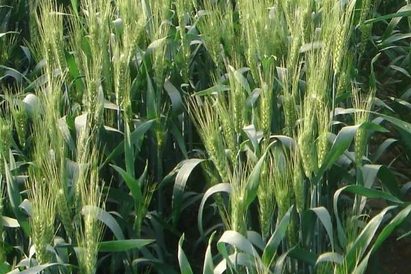 圣育298小麦种子特征特性,生育期222天