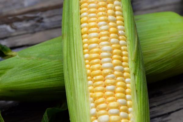 东单1902D玉米种子简介，叶片和雌穗抗性水平为高抗