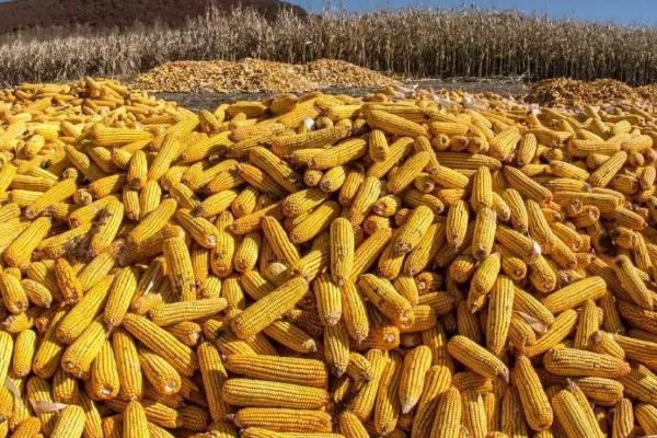 辽玉1K玉米品种的特性，叶片和雌穗抗性水平均为高抗