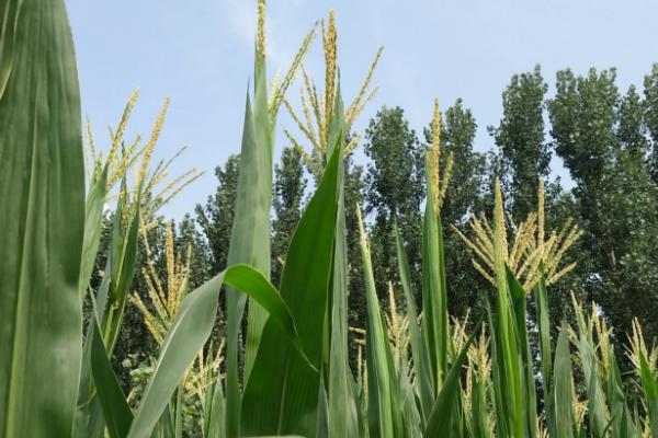 冀玉903K玉米种子特点，叶片抗性水平为高抗