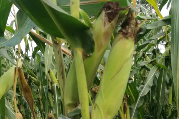 富民228GX玉米品种的特性,叶片的抗性水平为高抗