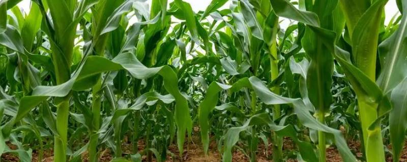 中地9988D玉米种子简介，出苗至成熟132.0天