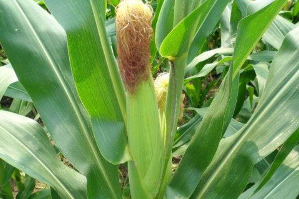 中地9988D玉米种子简介，出苗至成熟132.0天