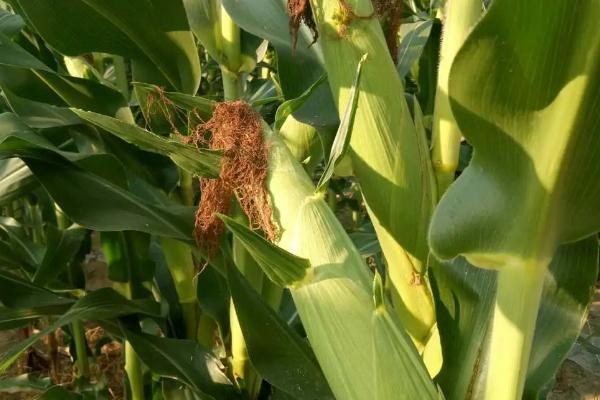 九圣禾2468K玉米品种的特性，叶片和雌穗的抗性水平均为高抗