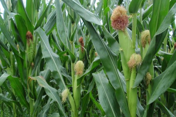 豫单888LP玉米种子特征特性，非靶标害虫按常规措施防治