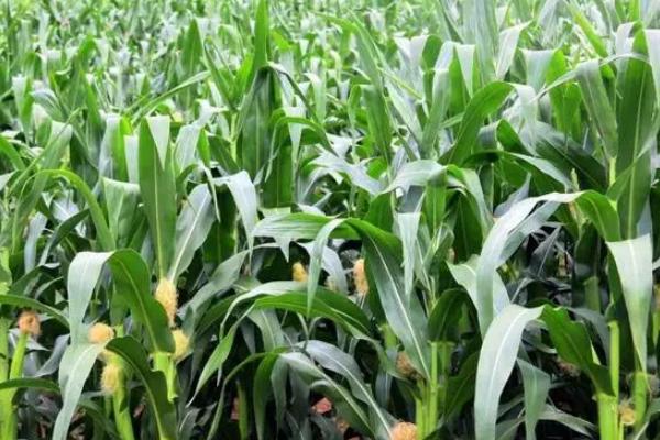 富民985GX玉米种子简介，叶片的抗性水平为高抗