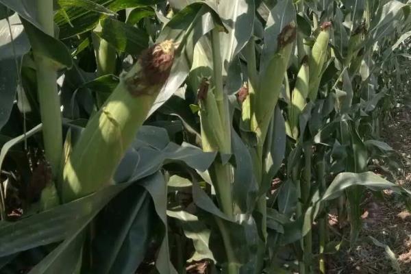 富民985GX玉米种子简介，叶片的抗性水平为高抗