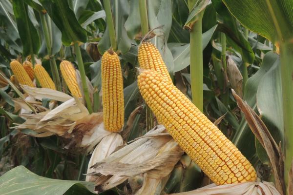 MC618R玉米品种简介，播种密度5500株/亩