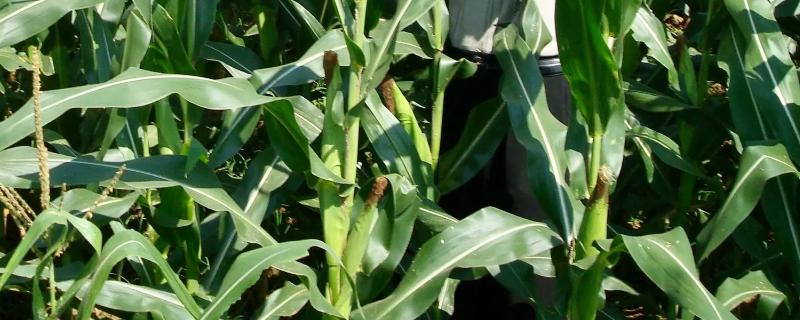 良玉99K玉米品种简介,出苗至成熟124.9天